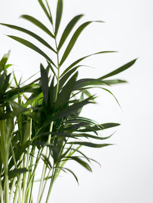 Goudpalm (Areca) plant