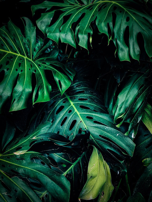 Monstera plant