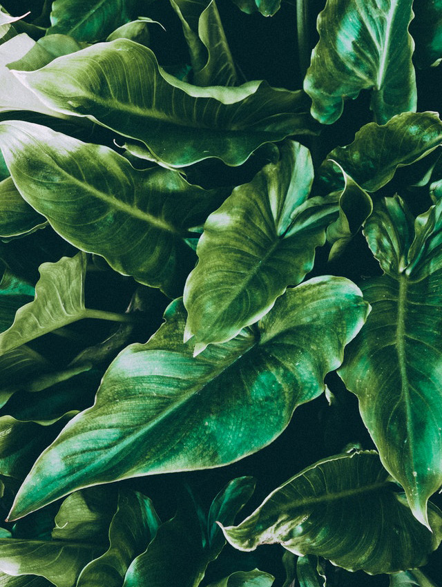 Strelitzia nicolai plant